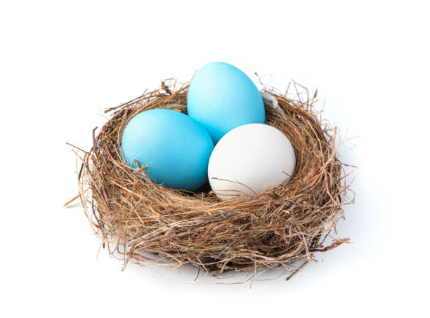 istock Easter eggs are blue and white in the nest isolated on a white background 1369151898