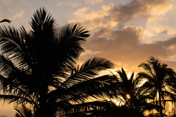 istock Palms at the sunrise 1369152506