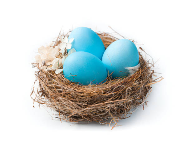 istock Easter nest with blue eggs and flower isolated on a white background 1369152694