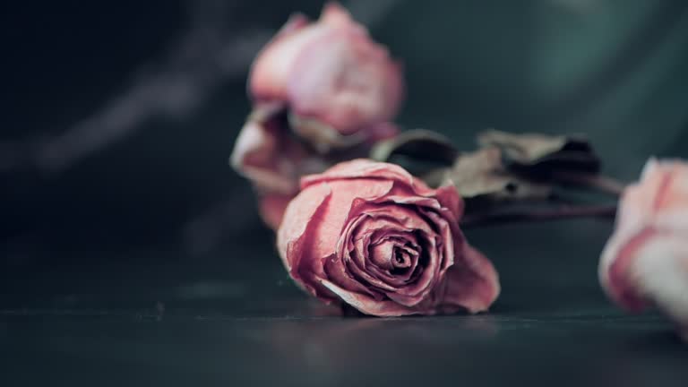 Withered roses flowers falling on black background, A withered bouquet of roses. Background of wilted roses. Withered bride's bouquet. Slow motion.