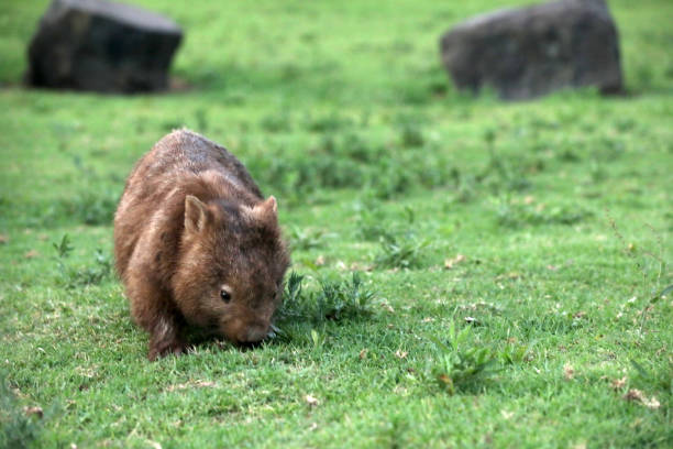 istock Wild Wombat in Australia 1369154632
