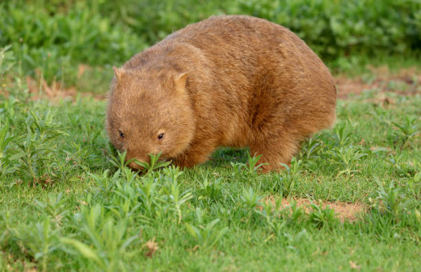 istock Wild Wombat in Australia 1369154639