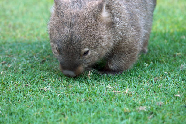 istock Wild Wombat in Australia 1369154675