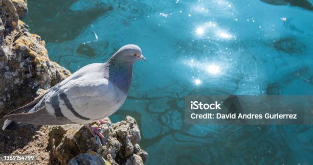 Paloma Bravia Or Columba Livia Perched On Rock At The Waters Edge Stock Photo - Download Image Now