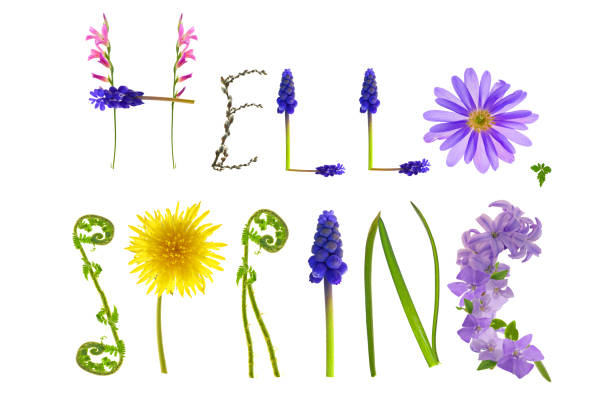 Hello spring.Floral letters isolated on white background . Spring banner. Floral alphabet. Spring time. spring season