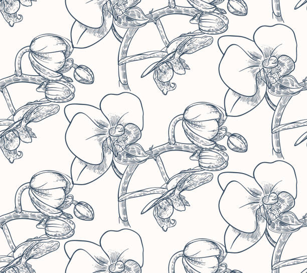 ilustraciones, imágenes clip art, dibujos animados e iconos de stock de patrón sin costuras con orquídeas - moth orchid