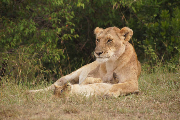 Lioness with her cub in Masai Mara. The national reserve is a protected savannah area in southwestern Kenya, along the border with Tanzania.