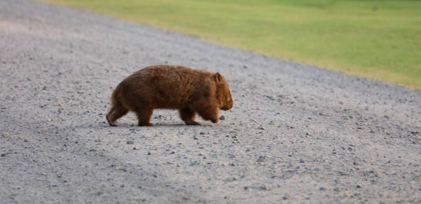 istock Wild Wombat in Australia 1369157948