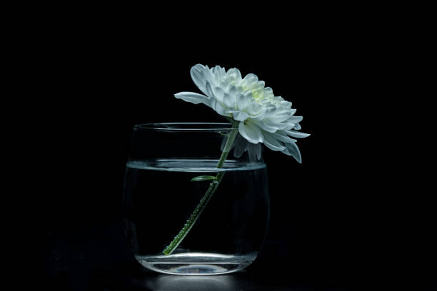 Chrysanthemum flower in studio shot
