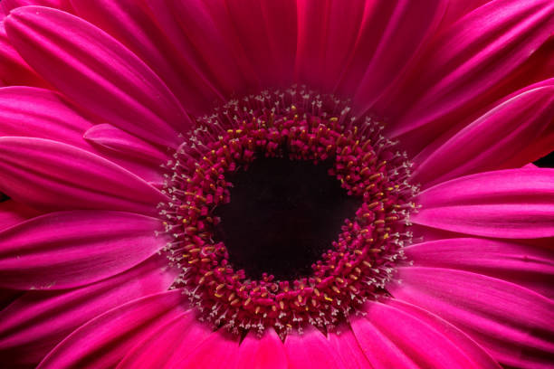 Flower in close up studio shot