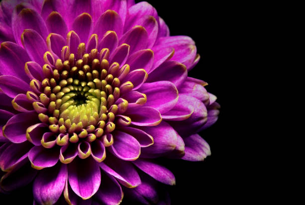Chrysanthemum flower in close up studio shot
