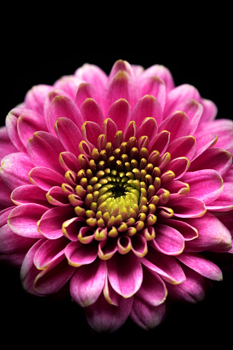 Chrysanthemum flower in close up studio shot