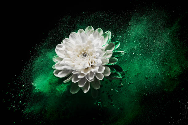 istock Chrysanthemum flower in colourful powder paint studio shot 1369158399