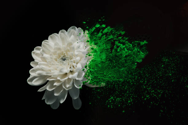 istock Chrysanthemum flower in colourful powder paint studio shot 1369158928