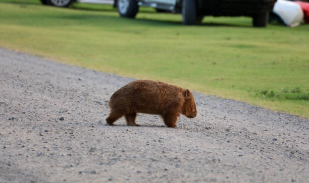 istock Wild Wombat in Australia 1369158933