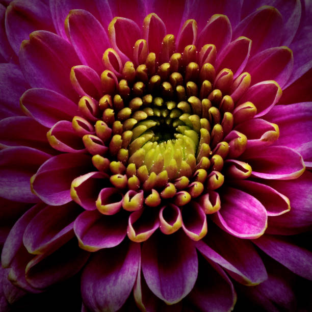 istock Chrysanthemum flower in close up studio shot 1369158944