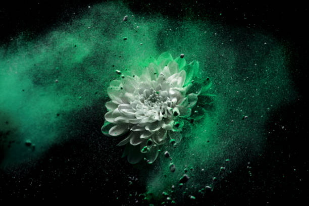 Chrysanthemum flower in colourful powder paint studio shot