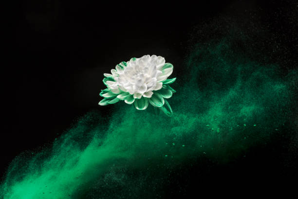 istock Chrysanthemum flower in colourful powder paint studio shot 1369158967