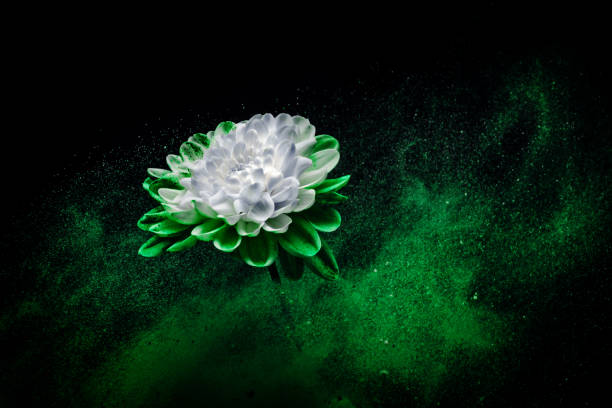istock Chrysanthemum flower in colourful powder paint studio shot 1369158968