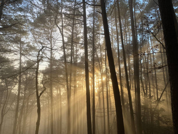 istock Forest trees with sunshine and fogg 1369159532