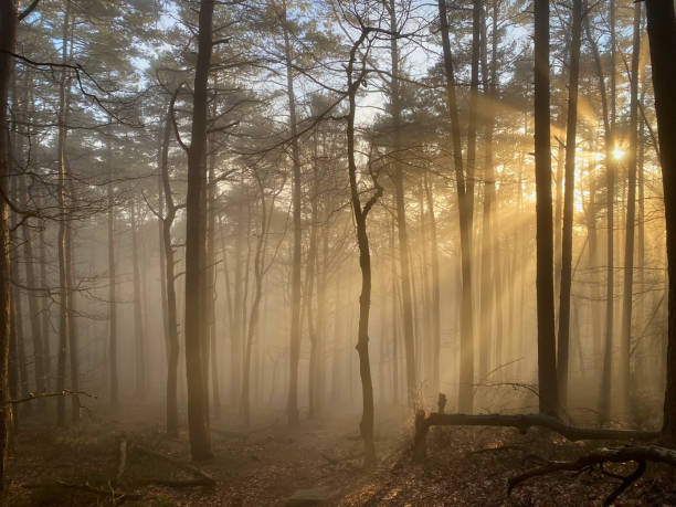 istock Forest trees with sunshine and fogg 1369159593
