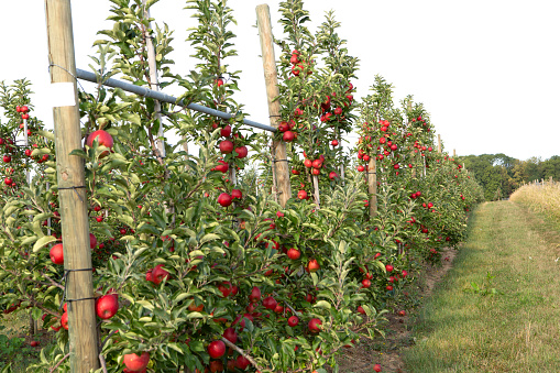 Apples on a branch in the garden. Grow fruits on a farm. Columnar apple variety. Summer fruit background. Copy space.