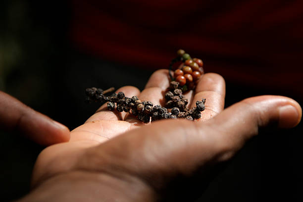 Black peppercorns stock photo