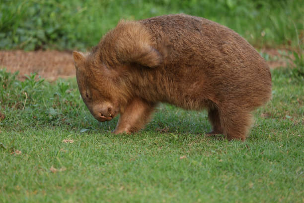 istock Wild Wombat in Australia 1369160511