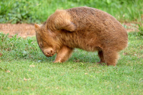 istock Wild Wombat in Australia 1369160609