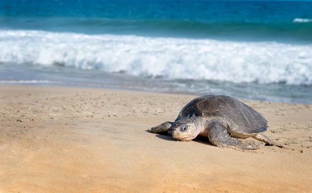 istock Turtle nesting on beach. Wildlife protection conservation. Go out ocean. Mexico. 1369160898