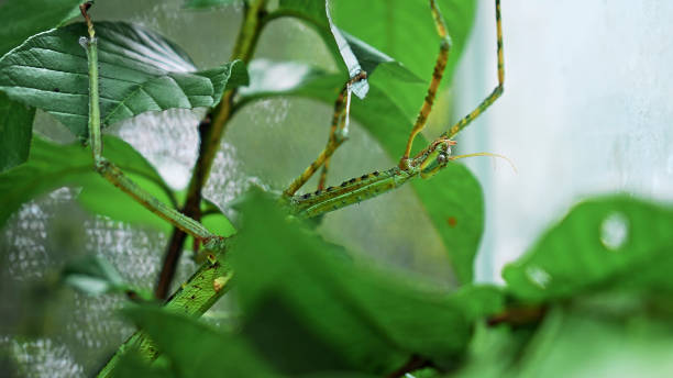 Large green Indonesian beetle the Phasmatoptera cyphocraniu gigas from the family of fowl sitting on the leaves Large green Indonesian beetle the Phasmatoptera cyphocraniu gigas from the family of fowl sitting on the leaves of a tree siamensis stock pictures, royalty-free photos & images