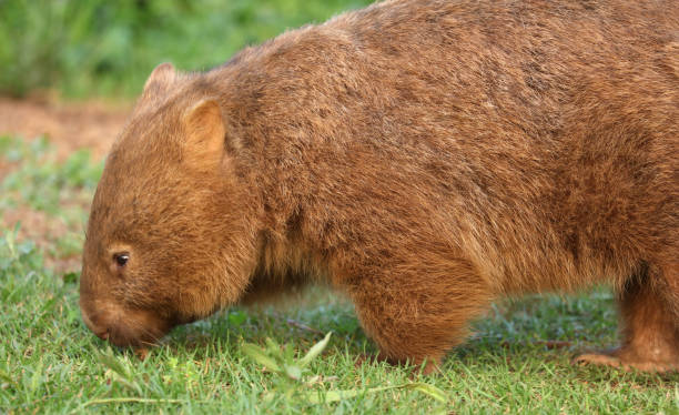 istock Wild Wombat in Australia 1369162790