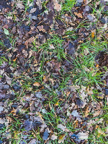 A forest floor with grass, leaves and mud.