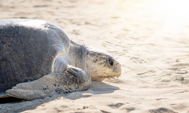 istock turtle on the beach waiting to lay eggs 1369163801