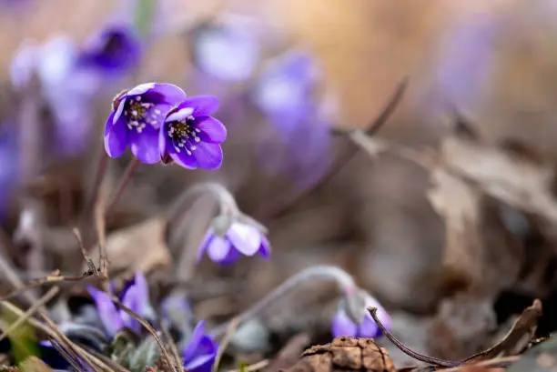 Beautiful purple flowers in the forest. Beginning of the spring