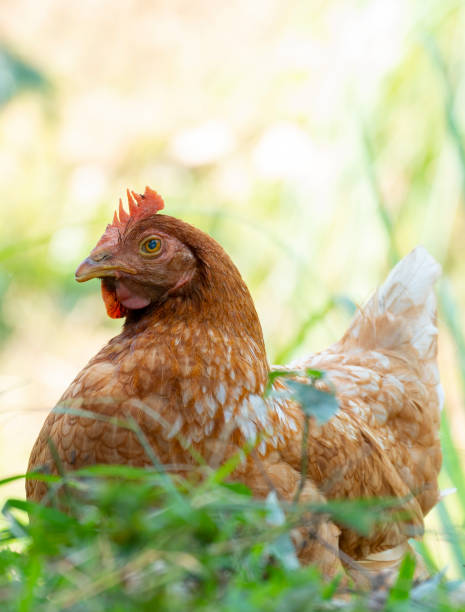 istock Chickens foraging in the fields in the morning sun. 1369164250