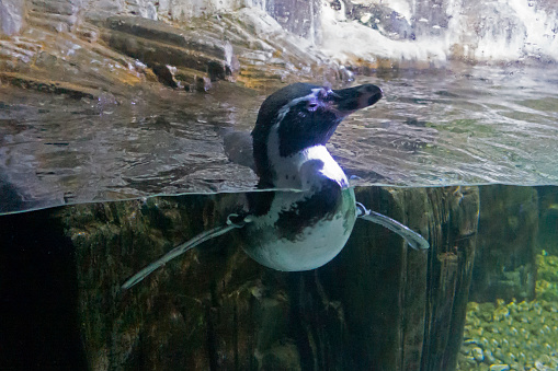 A penguin swims.