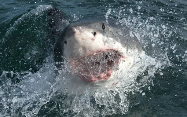 Photo of Great white shark with open mouth on the surface out of the water. Scientific name: Carcharodon carcharias.  South Africa,