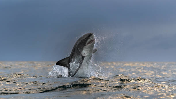 istock Breaching Great White Shark. Front View.  Scientific name: Carcharodon carcharias. South Africa. 1369164958