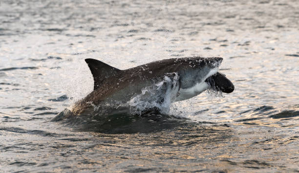 istock Breaching Great White Shark.  Shark attacks the bait. Scientific name: Carcharodon carcharias. South Africa. 1369165569