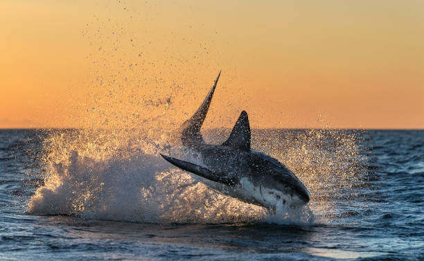 Breaching Great White Shark. Shark chasing prey. Red dawn sky, sunrise.  Scientific name: Carcharodon carcharias. South Africa.