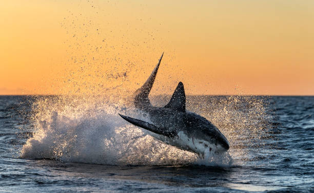istock Breaching Great White Shark. Shark chasing prey. Red dawn sky, sunrise.  Scientific name: Carcharodon carcharias. South Africa. 1369165732