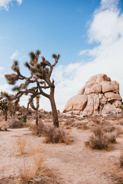 istock Rocky Mountain and Joshua Tree 1369165780