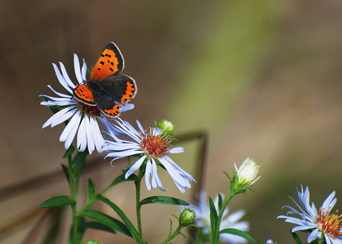 A delicate image of a Small Copper Butterfly resting on a spray of light blue Michaelmas Daisies. It has a natural blurred background.