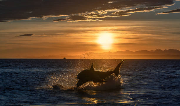 istock Breaching Great White Shark. Shark chasing prey. Red dawn sky, sunrise.  Scientific name: Carcharodon carcharias. South Africa. 1369165952