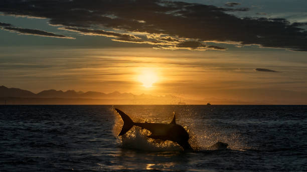 istock Breaching Great White Shark. Shark chasing prey. Red dawn sky, sunrise.  Scientific name: Carcharodon carcharias. South Africa. 1369165984