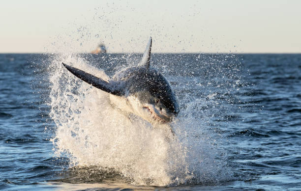 istock Breaching Great White Shark. Front view.  Scientific name: Carcharodon carcharias. South Africa. 1369166027