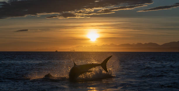 istock Breaching Great White Shark. Shark chasing prey. Red dawn sky, sunrise.  Scientific name: Carcharodon carcharias. South Africa. 1369166092