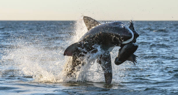 istock Breaching Great White Shark. Shark attacks the bait. Scientific name: Carcharodon carcharias. South Africa. 1369166170