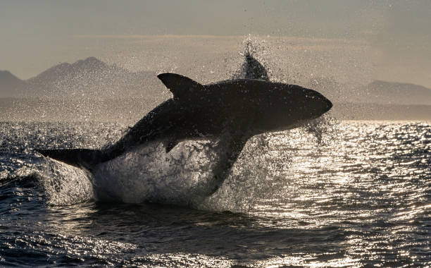 istock Silhouette of Breaching Great White Shark. Back light.  Scientific name: Carcharodon carcharias. South Africa. 1369166480